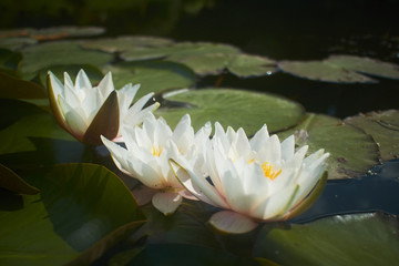 lotus flower in pond