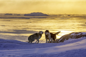 dog sledge of Greenland at sunset