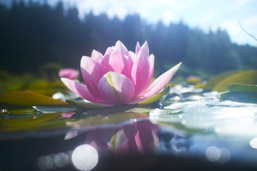 lotus flower in pond