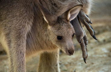 Naklejka premium Baby joey being carried in the pouch of female kangaroo