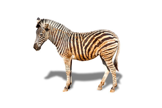 Image cute animal of Zebra with shadow isolated on white background.