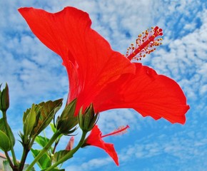 Hibiskusblüte © Franz Gerhard