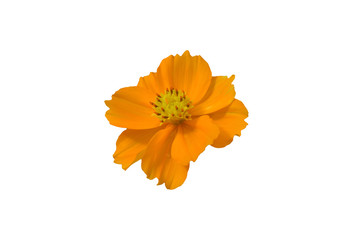 isolate yellow cosmos flower  with clipping path