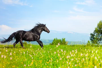 Stoff pro Meter black horse jumps on a green meadow in a sunny day © Shchipkova Elena