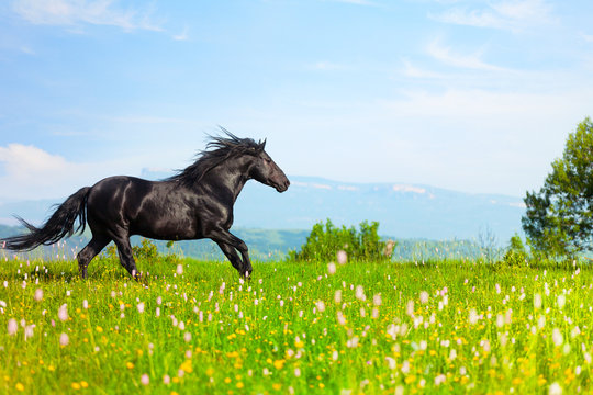 Black Horse Jumps On A Green Meadow In A Sunny Day