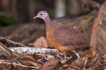 Tururim (Crypturellus soui) | Little Tinamou photographed in Linhares, Espírito Santo - Southeast of Brazil. Atlantic Forest Biome.