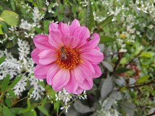 Obraz premium Nature