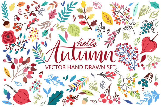 Vector set on white background with leaves, berries, flowers. Autumn cillection for your design