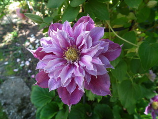 Obraz premium clematis piilu purple white