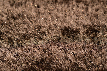Brown carpet closeup textured sample display, empty blank copy space interior background. Dark colors