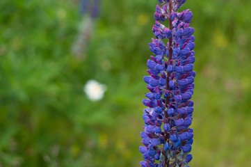 Close up of lupine flower with blurry background