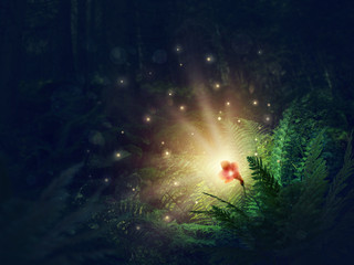 Blooming fern flower © Elena Schweitzer