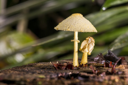 Cogumelo (Fungi) | Mushroom photographed in Linhares, Esp&iacute;rito Santo - Southeast of Brazil. Atlantic Forest Biome.