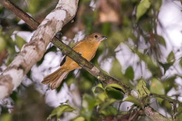 Ti&ecirc;-galo (Lanio cristatus) | Flame-crested Tanager photographed in Linhares, Esp&iacute;rito Santo - Southeast of Brazil. Atlantic Forest Biome.