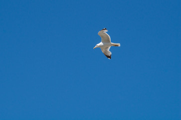 Seagull with clear blue sky in the background