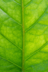 Naklejka na ściany i meble Fresh plants green leaf close up background, texture