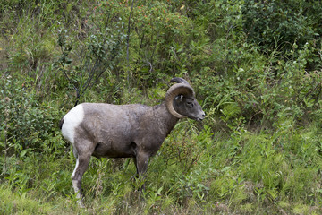 Rocky Mountain Sheep