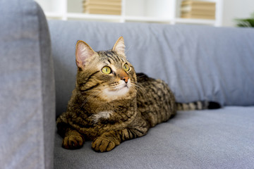 Portrait of a cat