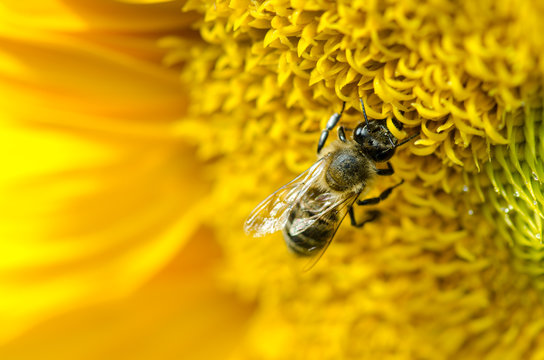 Bee on yellow flower
