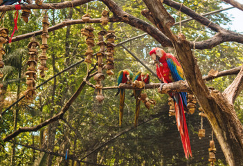 Fototapeta premium Colorful Macaw Birds in Foz do Iguacu Bird Park (Parque das Aves) near Iguassu / Iguacu Falls. Nature of Brazil Concept Images