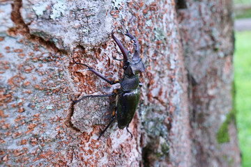 ミヤマクワガタのオス