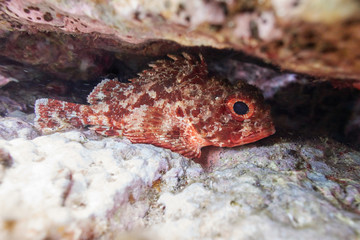 Petite rascasse rouge