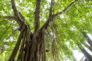 Vine on the big tree with light from sky through leaves