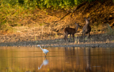 Obraz na płótnie Canvas Great white heron standing in water