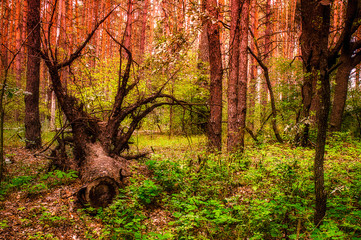 Fall landscape of pine trees forest at autumn