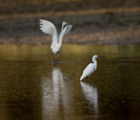 White herons standing in water