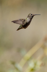 Fototapeta na wymiar Flying hummingbird