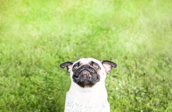 Mops auf Wiese schaut nach oben