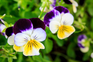 Purple, white and yellow tricolor pansy flowers on a flowerbed bloom in the garden, natural background selective focus.   © Korkiat