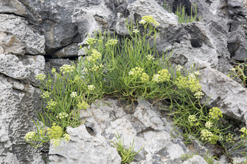 Plant and Rock at Cobijeru Beach, Austurias
