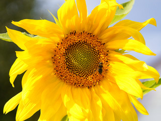 Naklejka premium wild bees and bumblebee pollinating a sunflower closeup