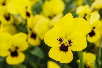 Bright yellow colors of Pansy flowers on a flowerbed in the garden, natural background selective focus.
