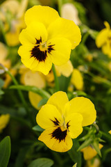 Bright yellow colors of Pansy flowers on a flowerbed in the garden, natural background selective focus.
