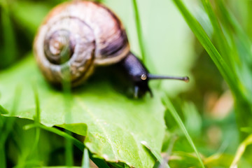 Small snail crawling on green leaf