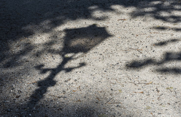 Lantern Shadow