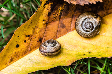 Small snail crawling on yellow leaf