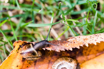 Small snail crawling on yellow leaf