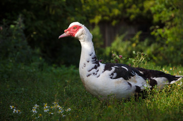 Muscovi duck with red face walking in green grass