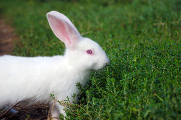 Beautiful white small rabbit grazing on the green grass close up. 
