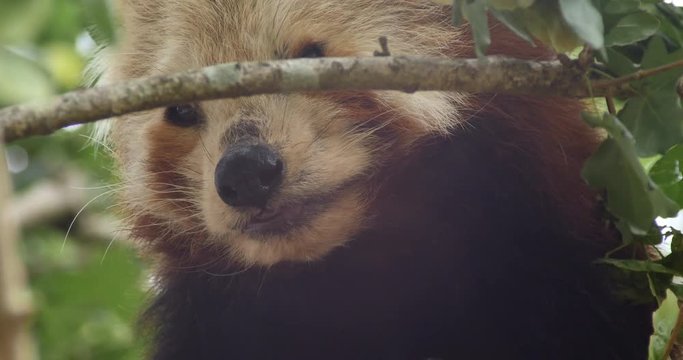 Endangered species Red panda also known as the lesser panda or red bear-cat
