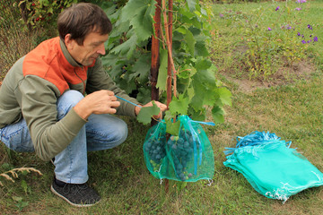 Gardener sits and covers blue grape bunches in protective bags to protect them from damage by wasps and birds.