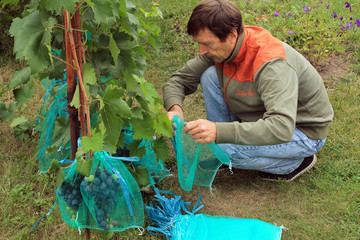 Gardener sits and covers blue grape bunches in protective bags to protect them from damage by wasps...