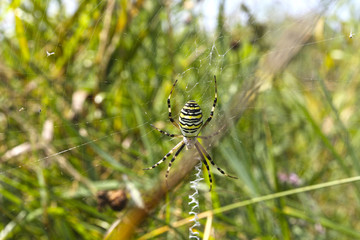 Large striped yellow and black spider Argiope Bruennichi on its web. macro.