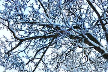 winter snow branch tree covered