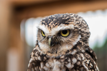 owl