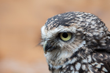 owl